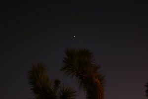 10302009_jupiter_under palms